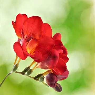 Easy to Grow Freesia Bulbs - Red & Yellow Spring Blooms