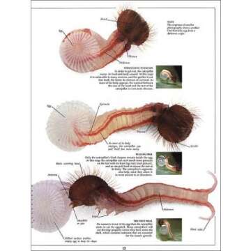 Eyewitness: Butterfly & Moth (Eyewitness Books)