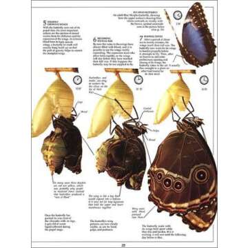 Eyewitness: Butterfly & Moth (Eyewitness Books)