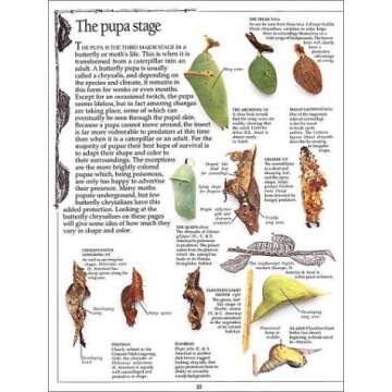 Eyewitness: Butterfly & Moth (Eyewitness Books)