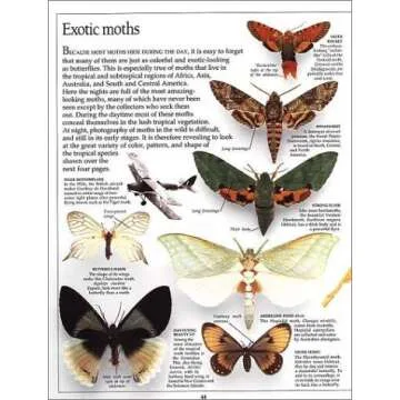 Eyewitness: Butterfly & Moth (Eyewitness Books)