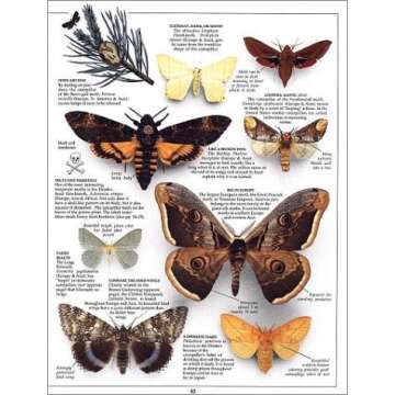 Eyewitness: Butterfly & Moth (Eyewitness Books)