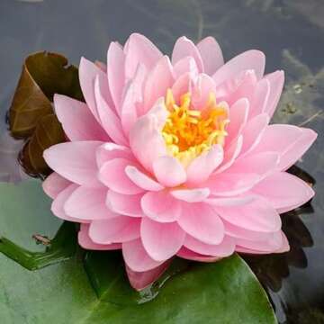 Lily Pons Live Water Lily for Beautiful Ponds