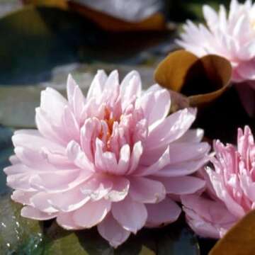 Lily Pons Live Water Lily for Beautiful Ponds