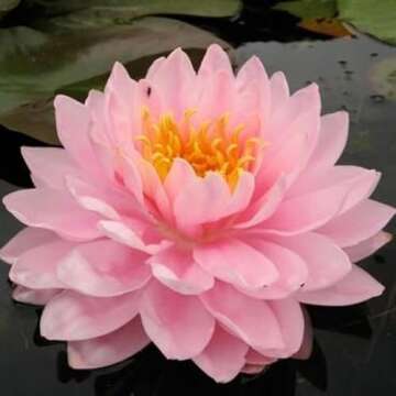Lily Pons Live Water Lily for Beautiful Ponds