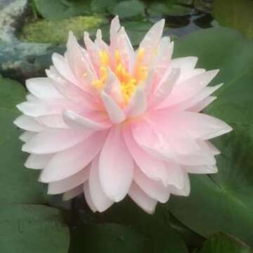 Lily Pons Live Water Lily for Beautiful Ponds