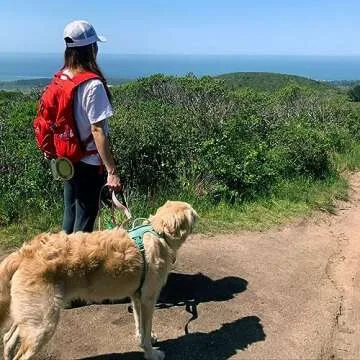 Collapsible Dog Travel Bowls - Portable Silicone Pet Dishes