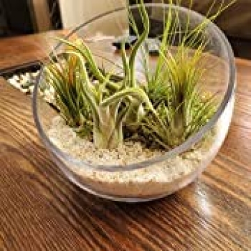 WGVI Clear Slant Cut Bowl - Durable Glass Vase for All Uses