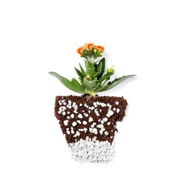 Perlite Bliss (8 Qts) - Organic Perlite for Plants - Coarse Perlite Bulk Soil Amendment - Chunky Perlite for Plants, Potting Soil, Garden Soil, & Coco Coir - Horticultural Perlite for Gardening