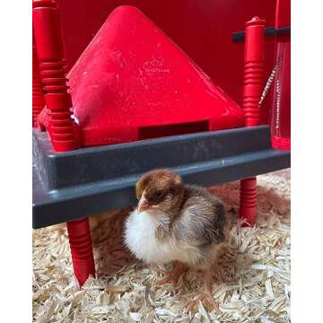 RentACoop Chick Brooder Heating Plate and Anti-Roost Cone Set - Brooder Heating Plate Warms Up to 15...