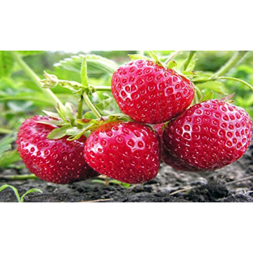 Hand Picked Nursery Albion Everbearing Strawberry Plants Live for Planting - 10 Non-GMO Live Outdoor...