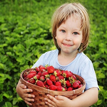 Hand Picked Albion Everbearing Strawberry Plants Live for Planting