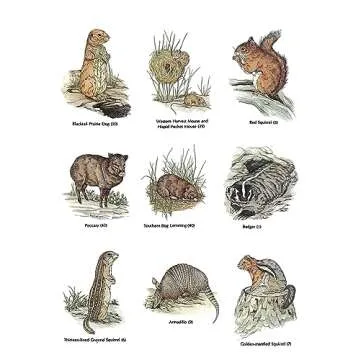 Small Animals of North America Coloring Book