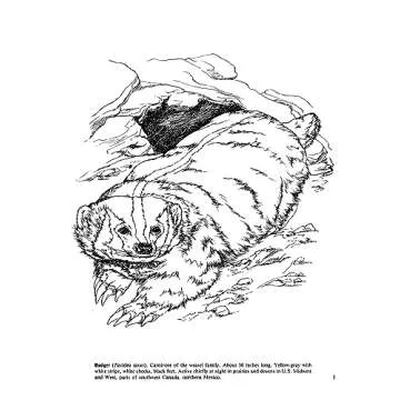 Small Animals of North America Coloring Book
