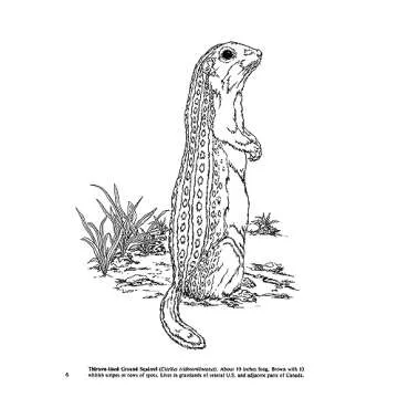 Small Animals of North America Coloring Book