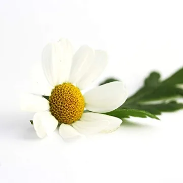 Chrysanthemum Feverfew Herb Seeds for Your Garden