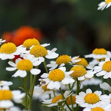 Chrysanthemum Feverfew Herb Seeds for Your Garden
