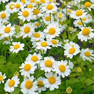 Chrysanthemum Feverfew Herb Seeds for Your Garden