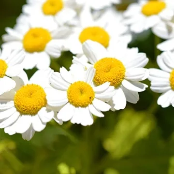 Chrysanthemum Feverfew Herb Seeds for Your Garden
