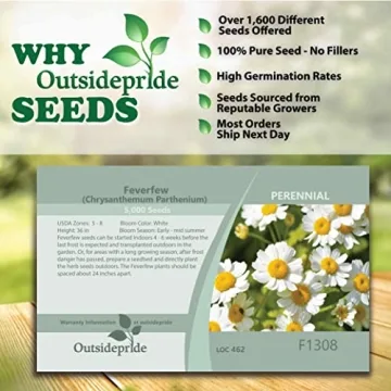 Chrysanthemum Feverfew Herb Seeds for Your Garden