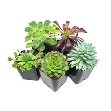 Premium Succulent Fertilizer for Indoor Plants - Aquatic Arts