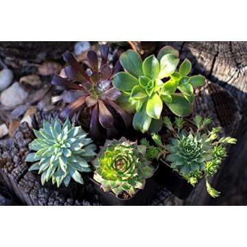 Premium Succulent Fertilizer for Indoor Plants - Aquatic Arts