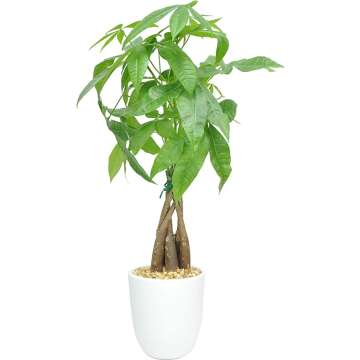 Costa Farms Pachira 16-Inch Indoor Plant