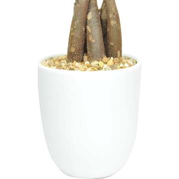 Costa Farms Pachira 16-Inch Indoor Plant