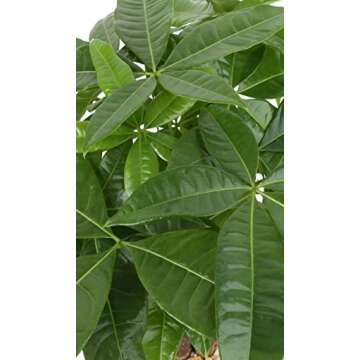 Costa Farms Pachira 16-Inch Indoor Plant