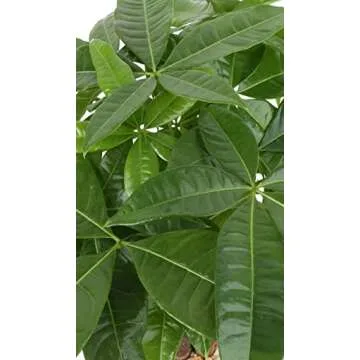 Costa Farms Pachira 16-Inch Indoor Plant
