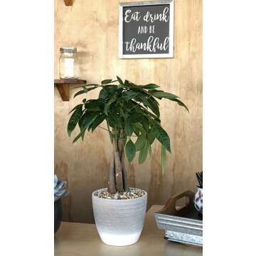 Costa Farms Pachira 16-Inch Indoor Plant