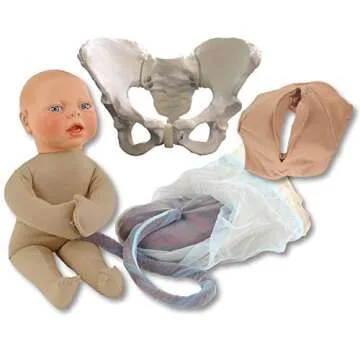 Childbirth Model Set: Realistic Beige Fetal Model for Educational Purposes