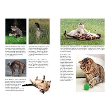 Being Your Cat: Understand Your Feline's Thoughts