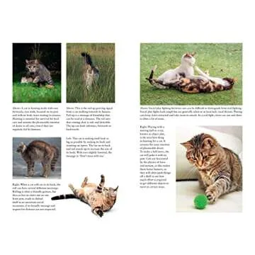 Being Your Cat: Understand Your Feline's Thoughts