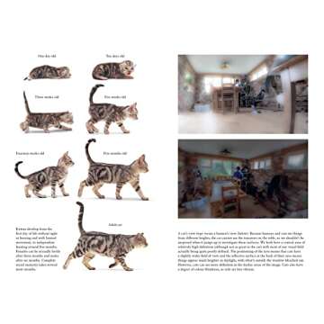 Being Your Cat: Understand Your Feline's Thoughts