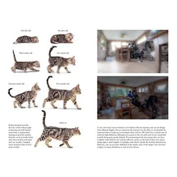 Being Your Cat: Understand Your Feline's Thoughts