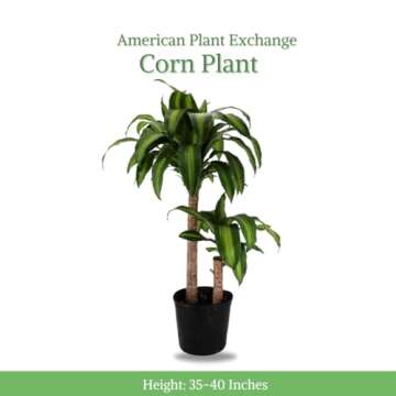 American Plant Exchange Mass Cane Dracaena Massangeana Live Corn Plant, Top Indoor Air Purifying, 3G...