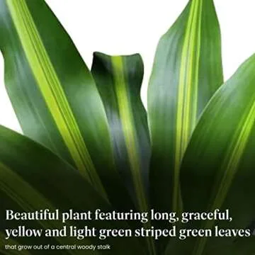 American Plant Exchange Mass Cane Dracaena Massangeana Live Corn Plant, Top Indoor Air Purifying, 3G, 28-30" Tall