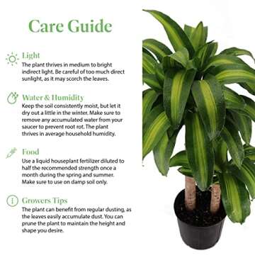 American Plant Exchange Mass Cane Dracaena Massangeana Live Corn Plant, Top Indoor Air Purifying, 3G, 28-30" Tall