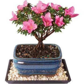 Brussel's Live Azalea Kazan Outdoor Bonsai Tree