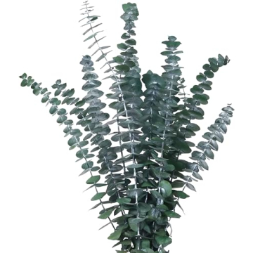 Real Dried Eucalyptus Stems - Decorative 12 Pcs Bundle for Home & Weddings