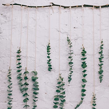 Dried Eucalyptus Bundle for Home Decor and Arrangements