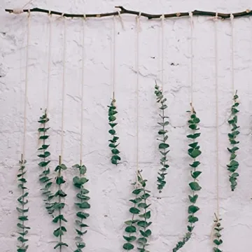 Dried Eucalyptus Bundle for Home Decor and Arrangements