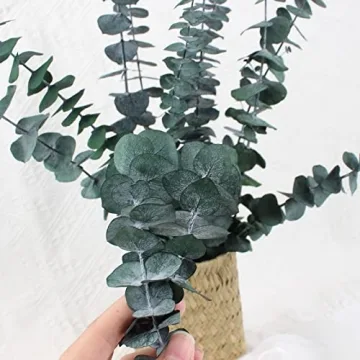 Dried Eucalyptus Bundle for Home Decor and Arrangements