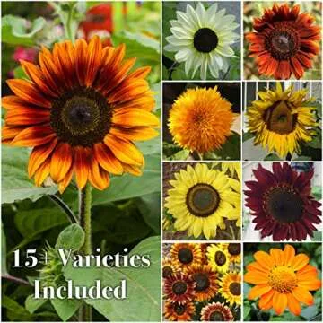 Seed Needs Sunflower Seeds - 15+ Varieties for Stunning Blooms