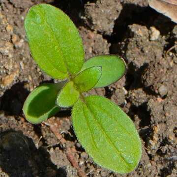 Seed Needs Sunflower Seeds - 15+ Varieties for Stunning Blooms