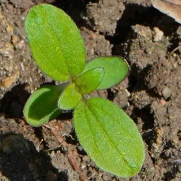 Seed Needs Sunflower Seeds - 15+ Varieties for Stunning Blooms