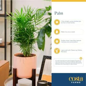 Costa Farms Cat Palm | Elegant Live Houseplant Gift