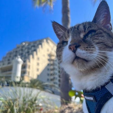 Voyager Step-In Air Dog Harness - All Weather Mesh, Reflective, No Pull Harness for Small, Medium Dogs, Cats - Secure with Hook & Loop Fastener, Buckle, Double D-Rings - Blue/Black Trim, M