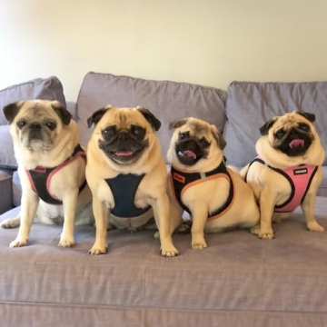 Voyager Step-In Air Dog Harness - All Weather Mesh, Reflective, No Pull Harness for Small, Medium Dogs, Cats - Secure with Hook & Loop Fastener, Buckle, Double D-Rings - Blue/Black Trim, M